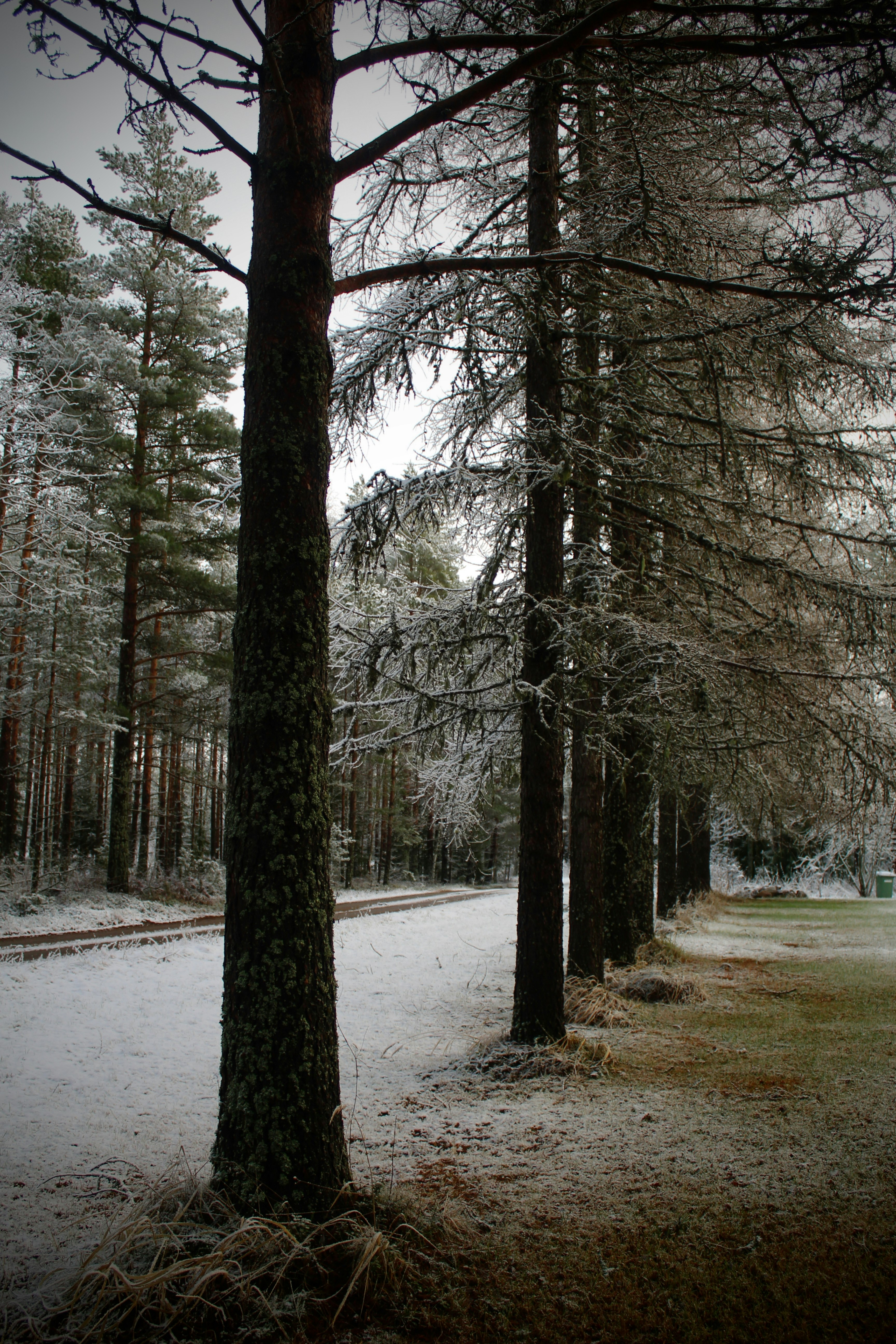 leafless trees on snow covered ground